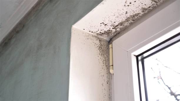 Mold Remediation for Vacation Homes in Hunters Creek Village, TX