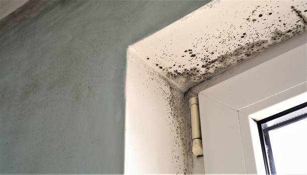 Best Post-Construction Mold Inspection  in Hunters Creek Village, TX