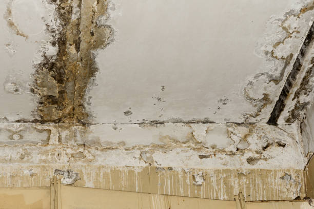 Best Attic Mold Removal  in Hunters Creek Village, TX