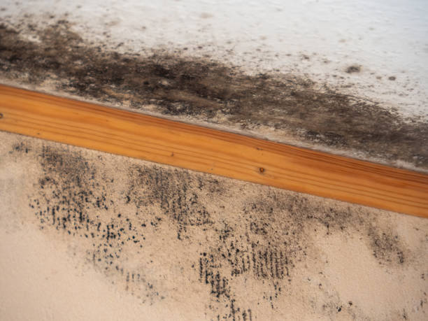 Best Airborne Mold Testing  in Hunters Creek Village, TX