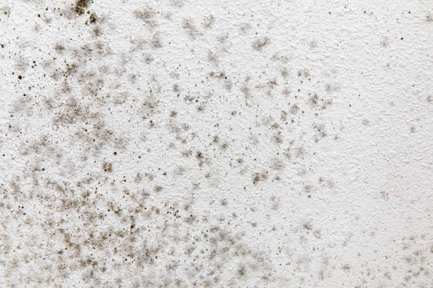 Best Basement Mold Removal  in Hunters Creek Village, TX