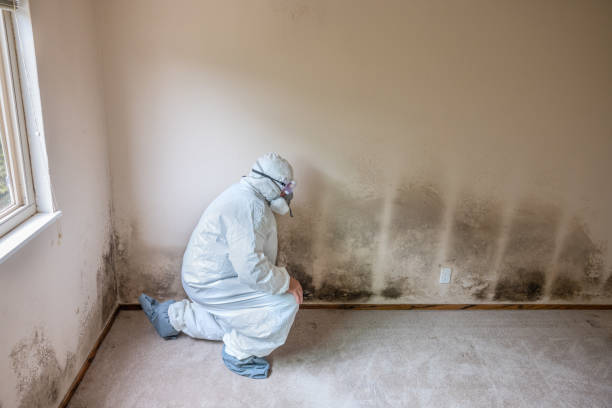 Best Mold Removal for HVAC Installations  in Hunters Creek Village, TX
