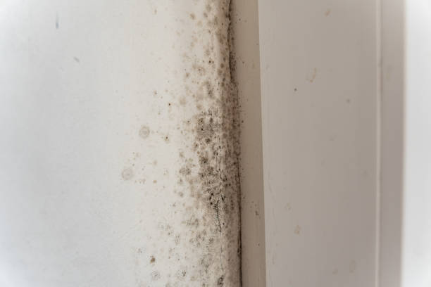 Best Asbestos and Lead Testing During Mold Inspection  in Hunters Creek Village, TX