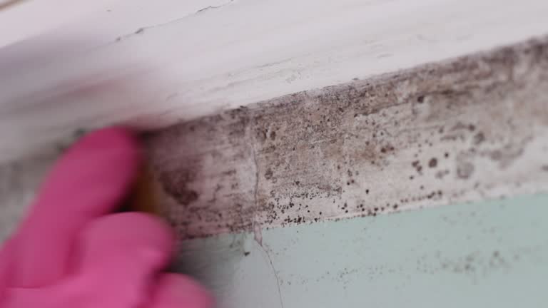 Best Mold Odor Removal Services  in Hunters Creek Village, TX